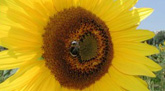 Das Foto zeigt eine Sonnenblume