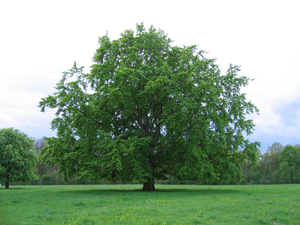 Freistehender Baum im Dieskauer Park