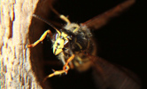 Das Foto zeigt eine Wespenkönigin, die aus dem Einflugloch eines Nistkastens herauskommt.