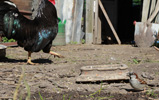 Das Foto zeigt einen Feldsperling, der auf dem Erdboden hockt und Hünerfutter mopst. Im Hintergrund ein Huhn.