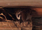 Das Foto zeigt einen Feldsperling, der aus seinem Nest schaut.