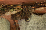 Das Foto zeigt einen jungen Feldsperling, der versucht, aus seinem Nest zu fliegen.