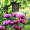 Das Foto zeigt einen Garten, im Vordergrund Mohnblumen und im Hintergrund einen Nistkasten, der in einem Blauregen hängt.
