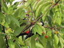 Das Foto zwei Buntspechte in einem Kirschbaum.