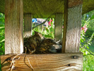 Das Foto zeigt das Nest eines Grauschnäppers mit zwei Küken.