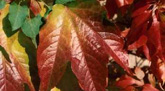 Das Foto zeigt rote und gelbe Blätter des fünffingrigen wilden Weins, einer beliebten Kletterpflanze zur Fassadenbegrünung.