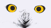 Ausschnitt aus dem Logo der Umweltbibliothek Stralsund: zwei gelbe Augen und der Schnabel einer Schneeeule