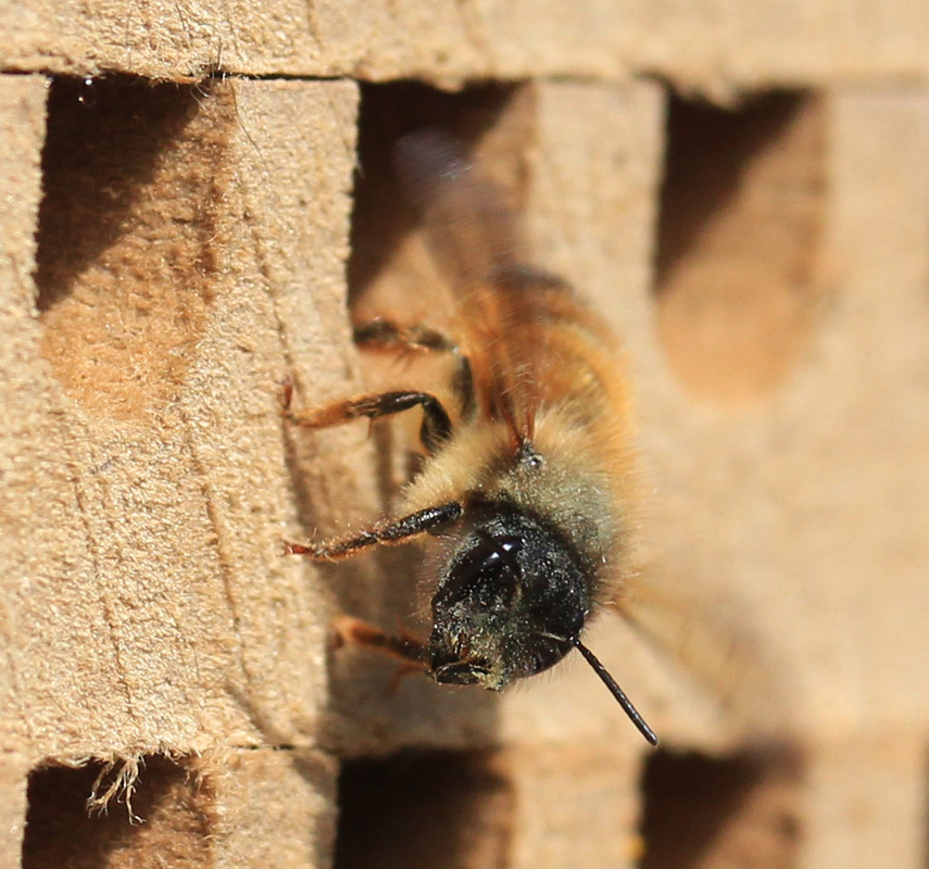 Das Foto zeigt eine Biene.